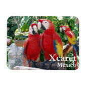 Scarlet Macaws Magnet (Horizontal)