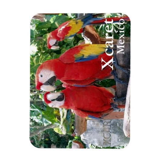 Scarlet Macaws Magnet (Vertikal)