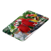 Scarlet Macaws Magnet (Linke Seite)