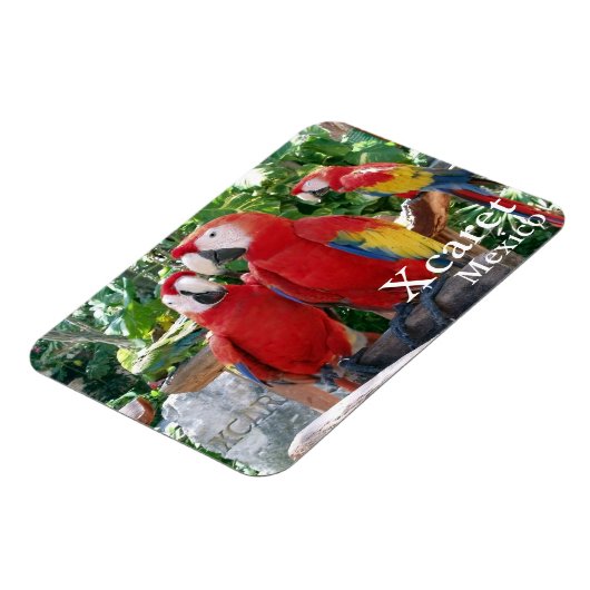 Scarlet Macaws Magnet (Linke Seite)