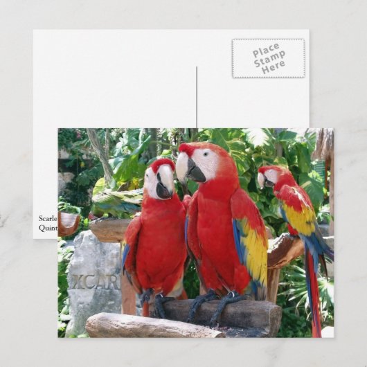 Scarlet Macaws Postcard Postkarte (Vorne/Hinten)