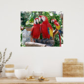 Scarlet Macaws Poster (Küche)