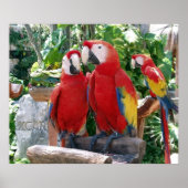 Scarlet Macaws Poster (Vorne)
