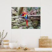 Scarlet Macaws Poster (Küche)