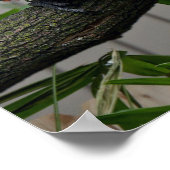 Scarlet Macaws Poster (Ecke)