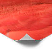 Scarlet Mackaw Foto Poster (Ecke)