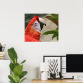 Scarlet Mackaw Foto Poster (Heimbüro)