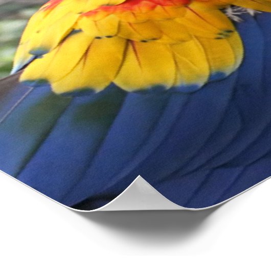 Scarlet Mackaws Poster (Ecke)