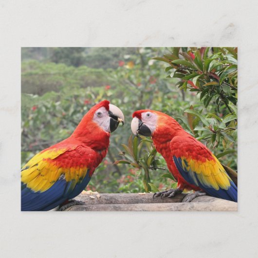 Scarlet Mackaws Postkarte (Vorderseite)