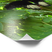 Scarlet Mormon Butterfly Fotodruck (Ecke)