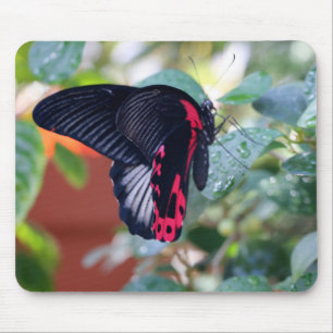 Scarlet Mormon Butterfly Mousepad