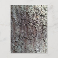 Scarlet Oak Tree Bark