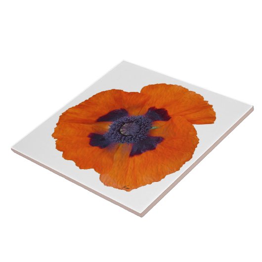 Scarlet Orange Mohn 1 Fliese (Seite)