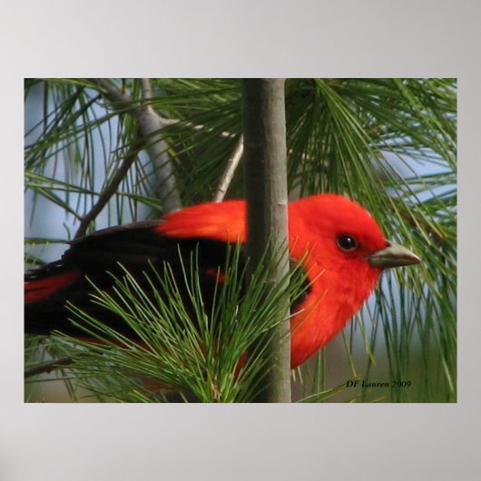 Scarlet O'Tanager Poster (Vorne)