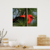 Scarlet O'Tanager Poster (Küche)