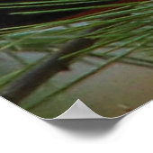 Scarlet O'Tanager Poster (Ecke)