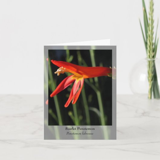 Scarlet Penstemon - Native Notecard Karte (Vorderseite)