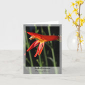 Scarlet Penstemon - Native Notecard Karte (Gelbe Blume)
