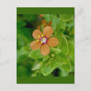 Scarlet Pimpernel Wildblume Postkarte