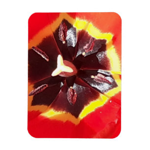 Scarlet Red Tulip Flexible Magnet