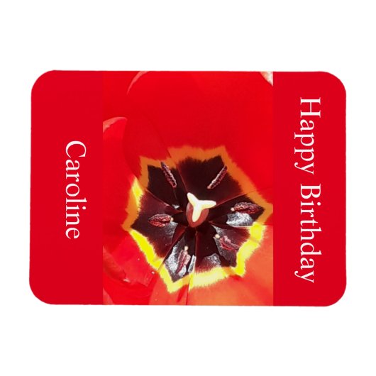 Scarlet Red Tulip Magnet (Horizontal)