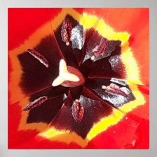 Scarlet Red Tulip Poster