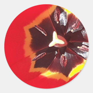 Scarlet Red Tulip Runder Aufkleber