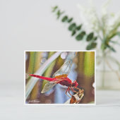 Scarlet Skimmer Postkarte (Stehend Vorderseite)