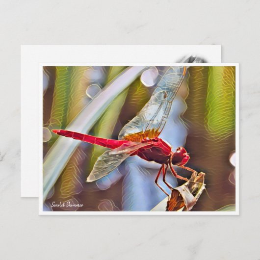 Scarlet Skimmer Postkarte (Vorne/Hinten)