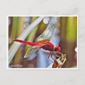 Scarlet Skimmer Postkarte (Vorderseite)
