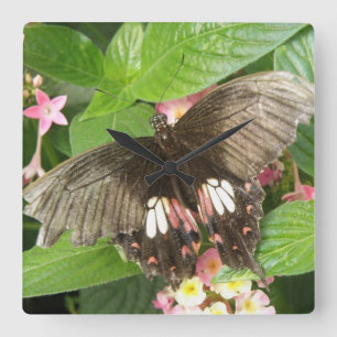 Scarlet Swallowtail Butterfly Macro Wall Clock Quadratische Wanduhr
