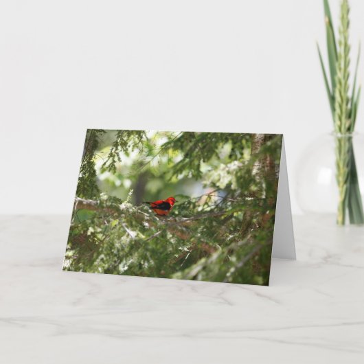 Scarlet Tanager Karte (Vorderseite)