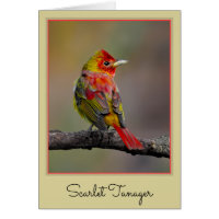Scarlet Tanager Molting - Original Foto