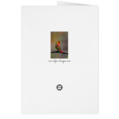 Scarlet Tanager Molting - Original Foto (Hinten)