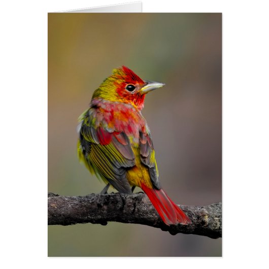 Scarlet Tanager Molting - Original Foto (Vorne)