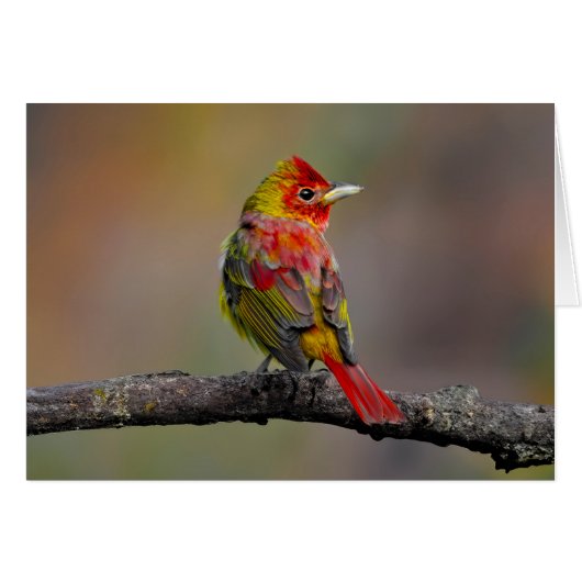 Scarlet Tanager Molting - Original Foto (Vorderseite (Horizontal))
