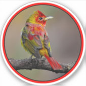 Scarlet Tanager Molting - Original Foto Aufkleber (Vorderseite)