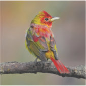 Scarlet Tanager Molting - Original Foto Aufkleber (Vorderseite)