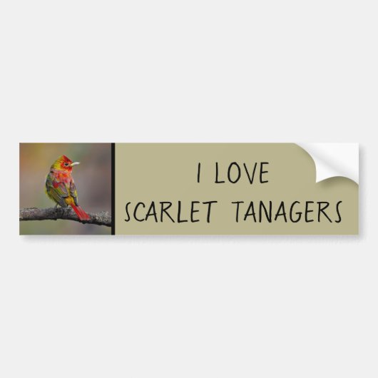 Scarlet Tanager Molting - Original Foto Autoaufkleber (Vorne)