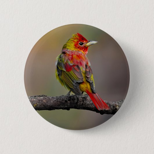 Scarlet Tanager Molting - Original Foto Button (Vorderseite)