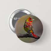 Scarlet Tanager Molting - Original Foto Button (Vorne & Hinten)