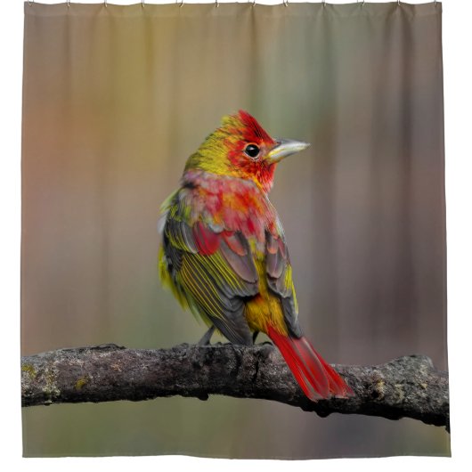 Scarlet Tanager Molting - Original Foto Duschvorhang (Vorderseite)