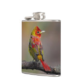 Scarlet Tanager Molting - Original Foto Flachmann (Links)