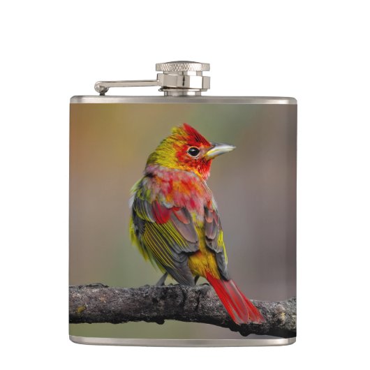 Scarlet Tanager Molting - Original Foto Flachmann (Vorderseite)