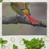Scarlet Tanager Molting - Original Foto Geschirrtuch (Gefaltet)