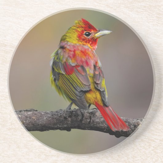 Scarlet Tanager Molting - Original Foto Getränkeuntersetzer (Vorne)