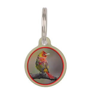 Scarlet Tanager Molting - Original Foto Haustiermarke