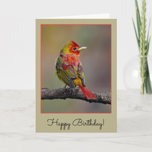 Scarlet Tanager Molting - Original Foto Karte (Vorderseite)