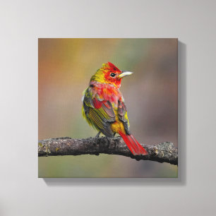 Scarlet Tanager Molting - Original Foto Leinwanddruck