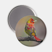 Scarlet Tanager Molting - Original Foto Magnet (Vorderseite/Rückseite)